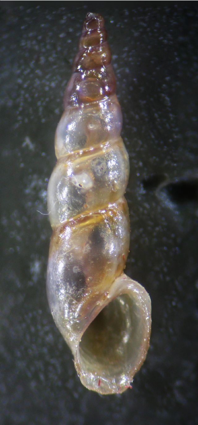 Rissoa cf auriscalpium